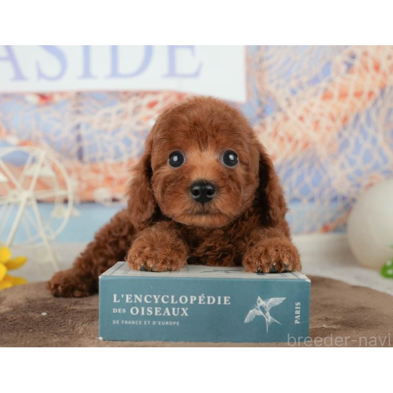 販売中の千葉県のトイプードル-451939の4枚目