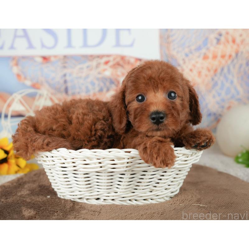 販売中の千葉県のトイプードル-451939の3枚目