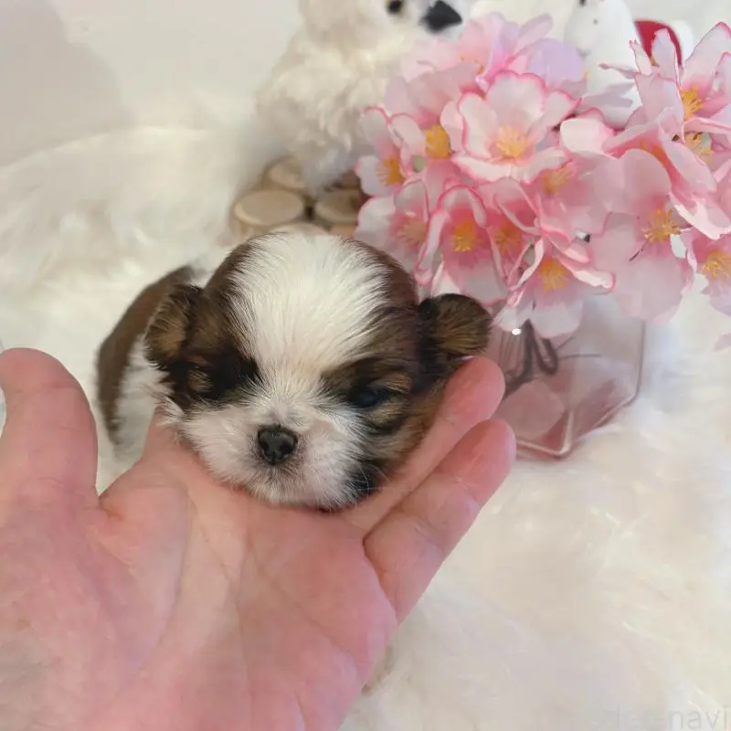 販売中の愛媛県のシーズー-451867の6枚目