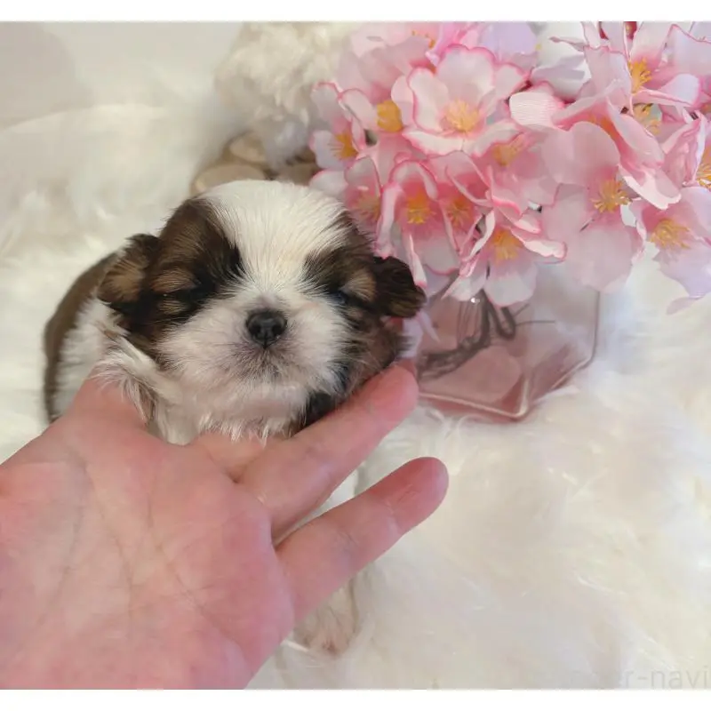 販売中の愛媛県のシーズー-451867の5枚目