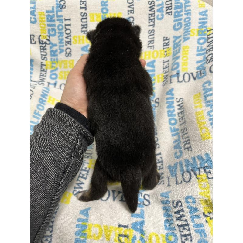 販売中の岡山県の柴犬-451868の10枚目