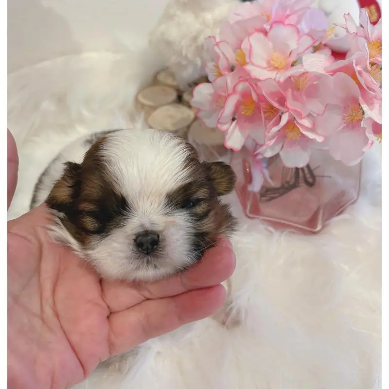 販売中の愛媛県のシーズー-451867の3枚目