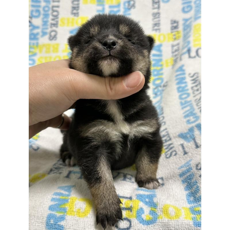 販売中の岡山県の柴犬-451868の8枚目