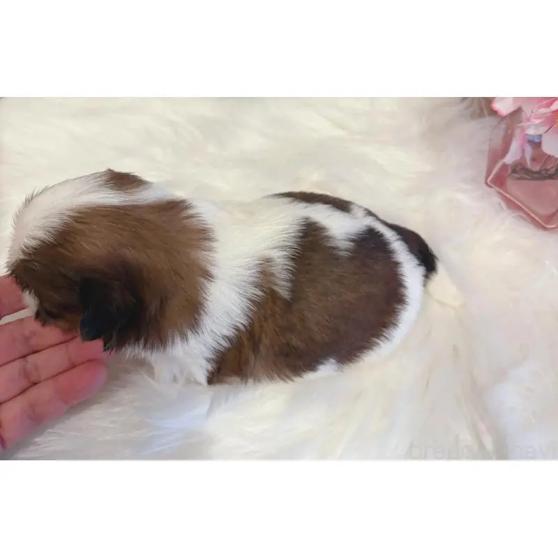 販売中の愛媛県のシーズー-451867の2枚目