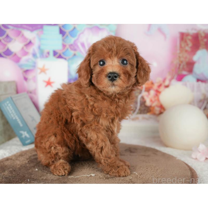 販売中の千葉県のトイプードル-451931の9枚目