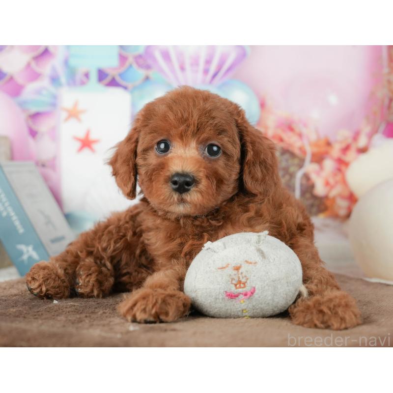 販売中の千葉県のトイプードル-451931の8枚目