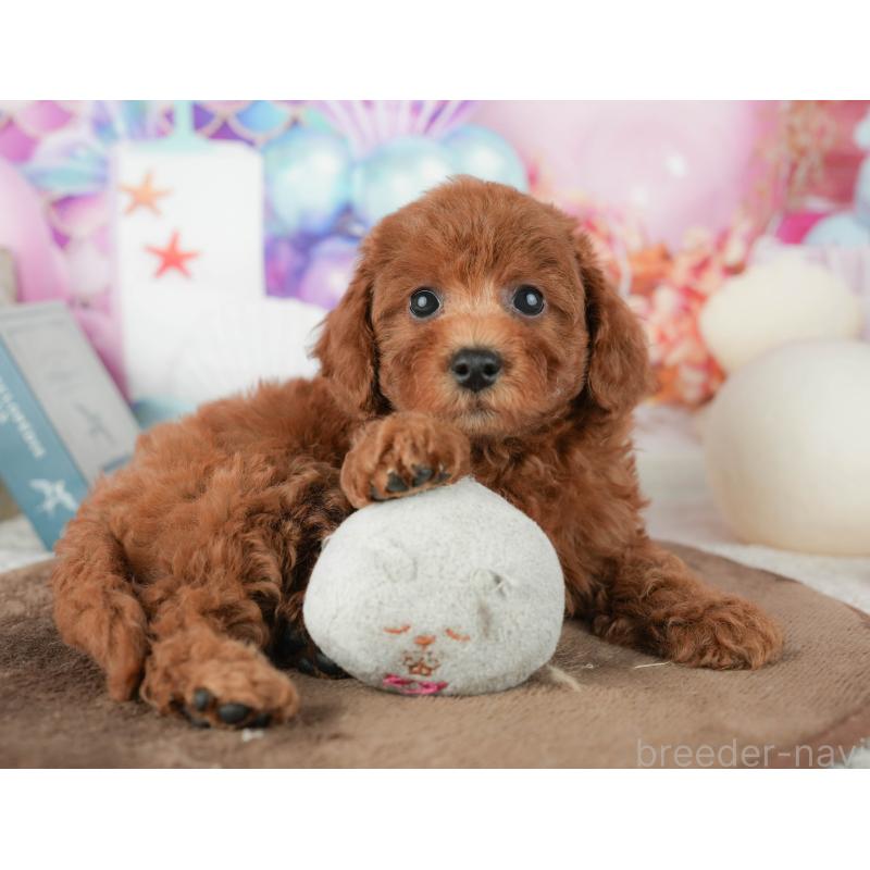 販売中の千葉県のトイプードル-451931の7枚目