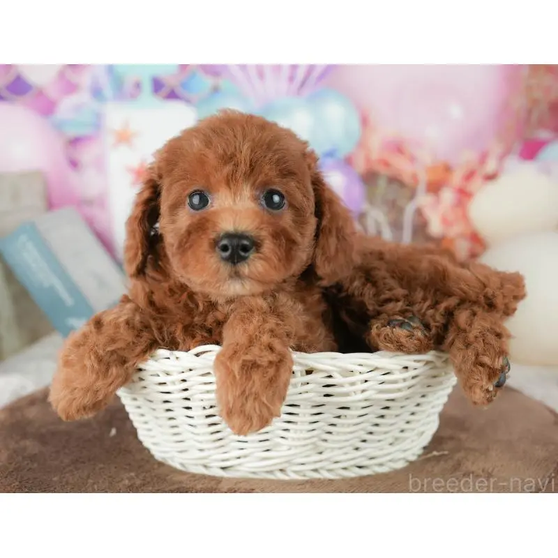 販売中の千葉県のトイプードル-451931の5枚目