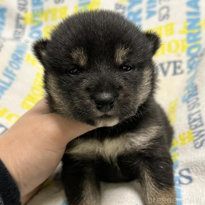 販売中の岡山県の柴犬-451868の7枚目