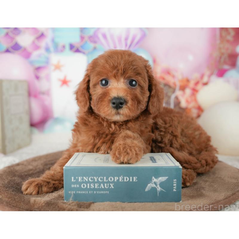 販売中の千葉県のトイプードル-451931の4枚目