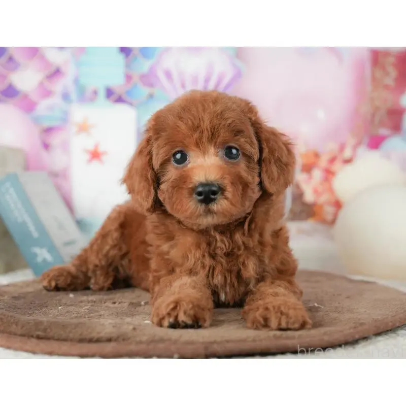 販売中の千葉県のトイプードル-451931の3枚目