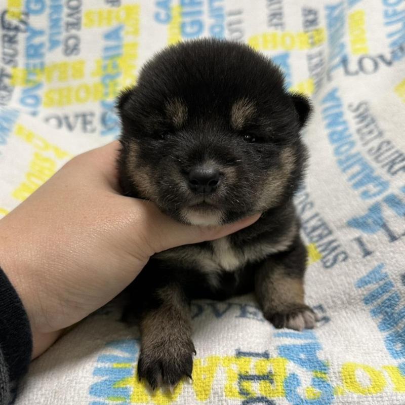 販売中の岡山県の柴犬-451868の6枚目