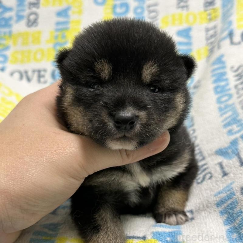 販売中の岡山県の柴犬-451868の5枚目