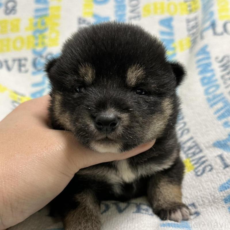 販売中の岡山県の柴犬-451868の4枚目