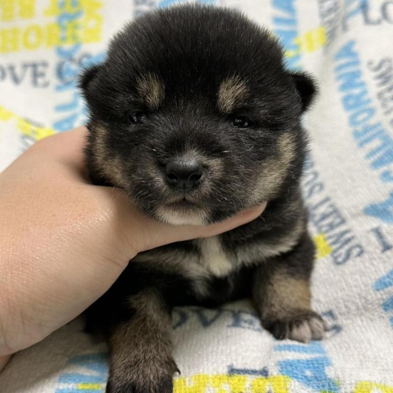 販売中の岡山県の柴犬-451868の3枚目