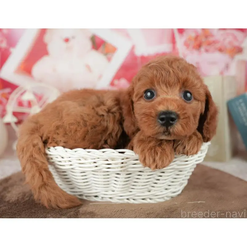 販売中の千葉県のトイプードル-451927の12枚目