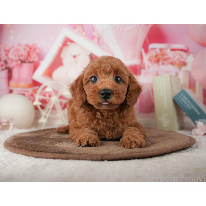 販売中の千葉県のトイプードル-451927の11枚目