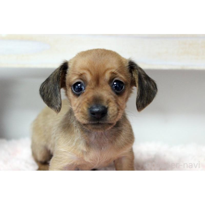 販売中の岡山県のカニンヘンダックスフンド(スムースヘアード)-451872の9枚目