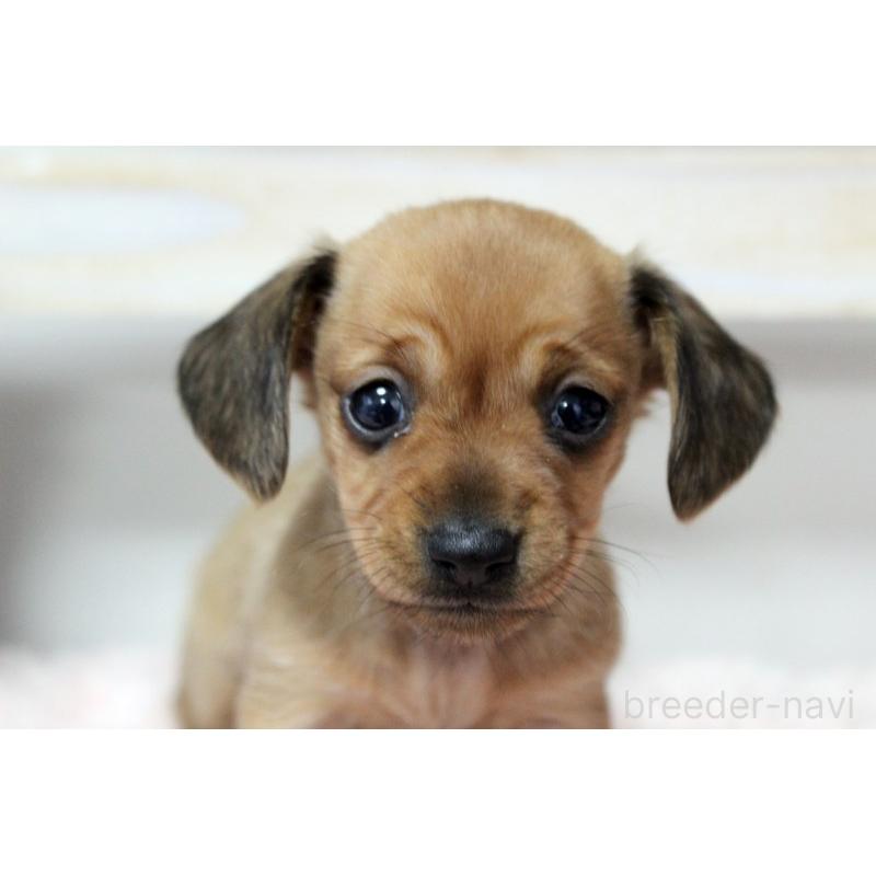 販売中の岡山県のカニンヘンダックスフンド(スムースヘアード)-451872の8枚目