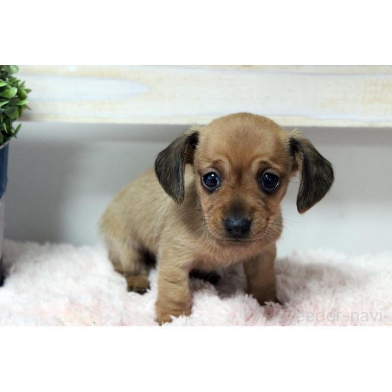 販売中の岡山県のカニンヘンダックスフンド(スムースヘアード)-451872の7枚目