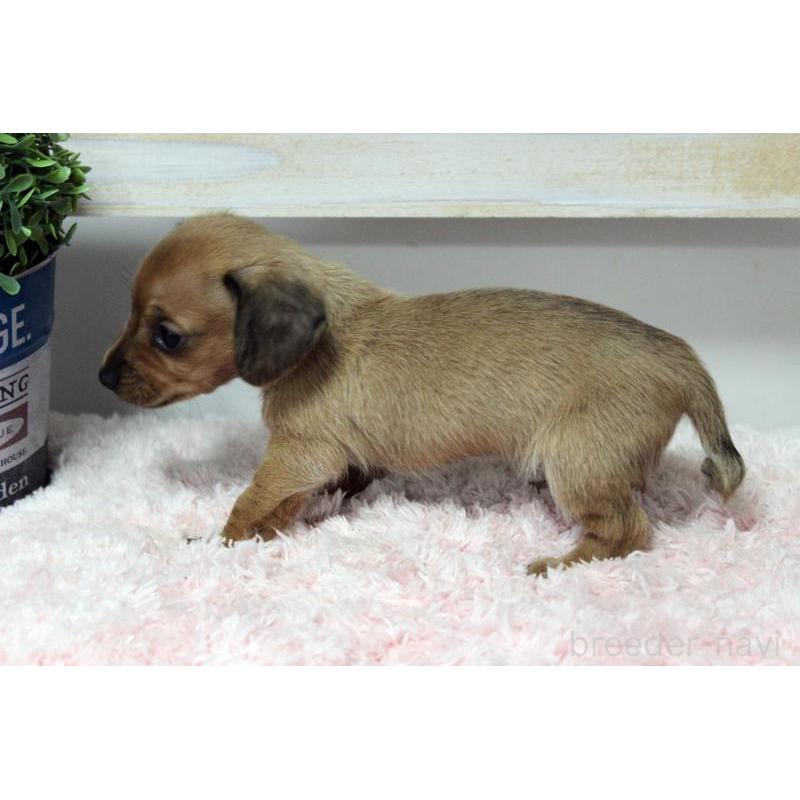 販売中の岡山県のカニンヘンダックスフンド(スムースヘアード)-451872の5枚目