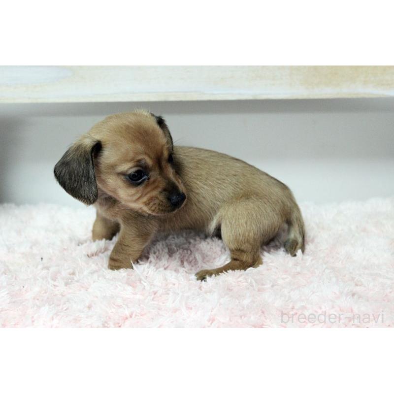 販売中の岡山県のカニンヘンダックスフンド(スムースヘアード)-451872の6枚目