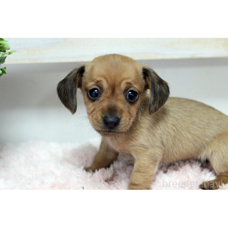 販売中の岡山県のカニンヘンダックスフンド(スムースヘアード)-451872の3枚目