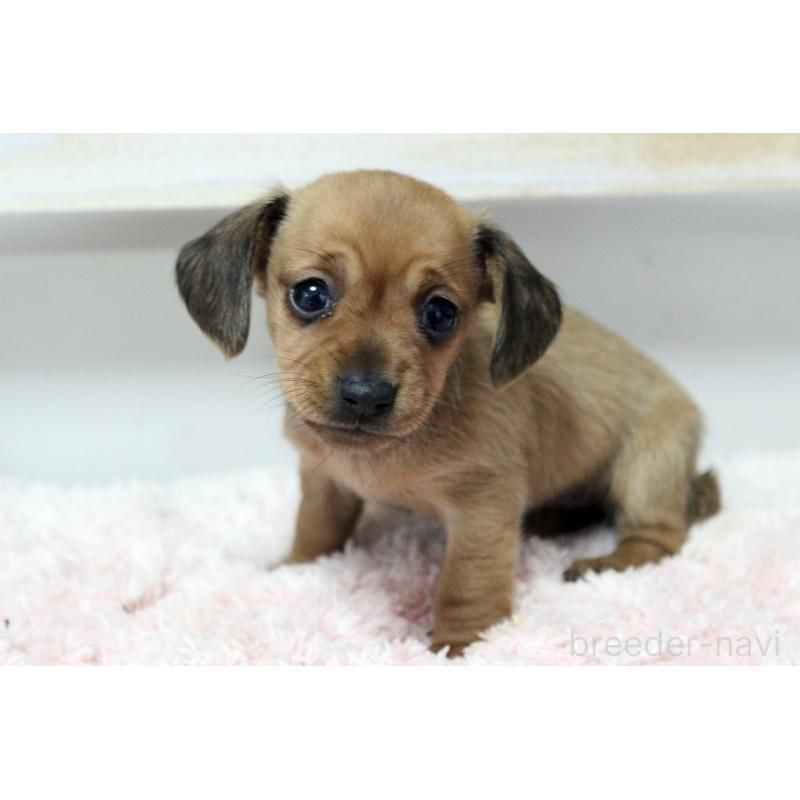 販売中の岡山県のカニンヘンダックスフンド(スムースヘアード)-451872の4枚目