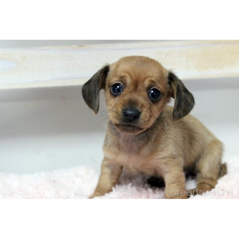 販売中の岡山県のカニンヘンダックスフンド(スムースヘアード)-451872の2枚目