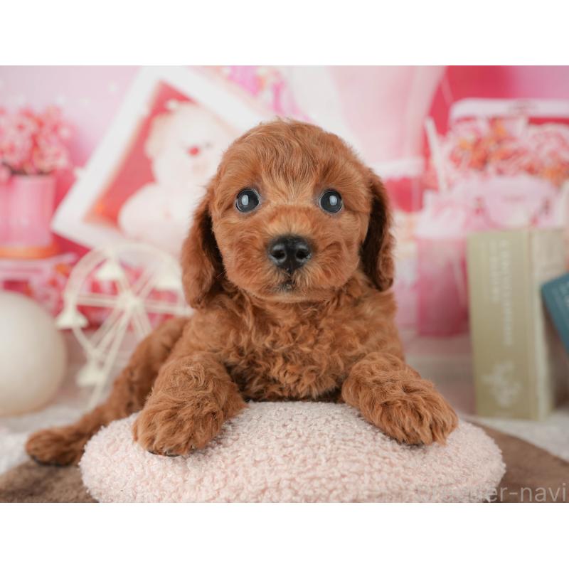 販売中の千葉県のトイプードル-451927の6枚目