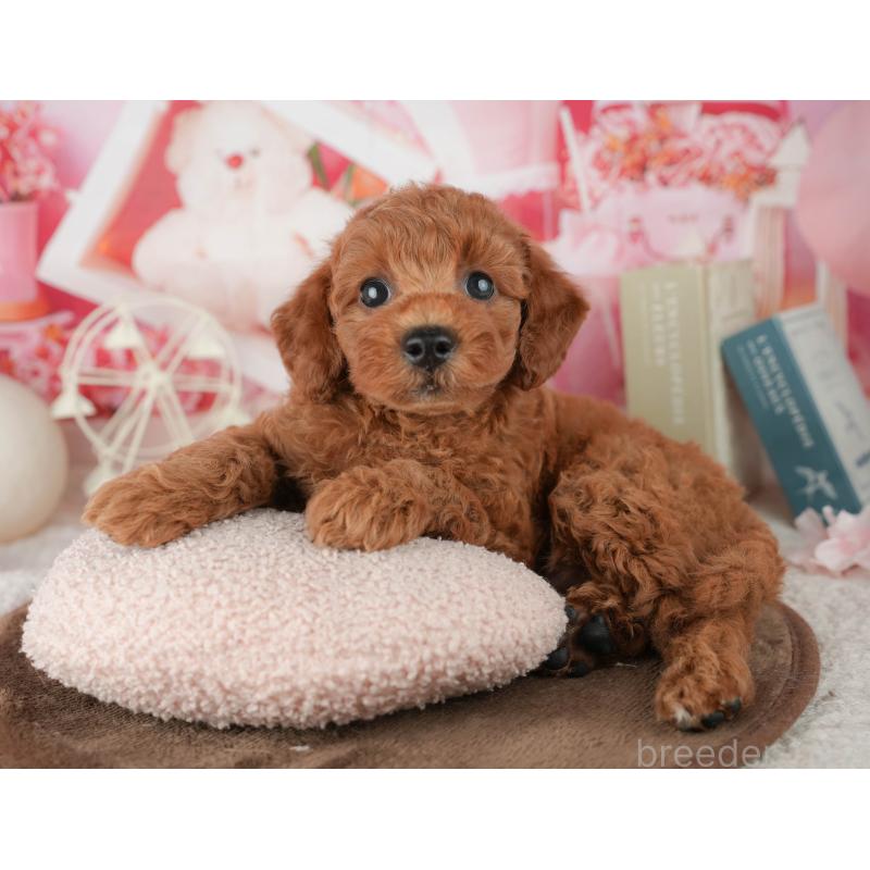 販売中の千葉県のトイプードル-451927の5枚目