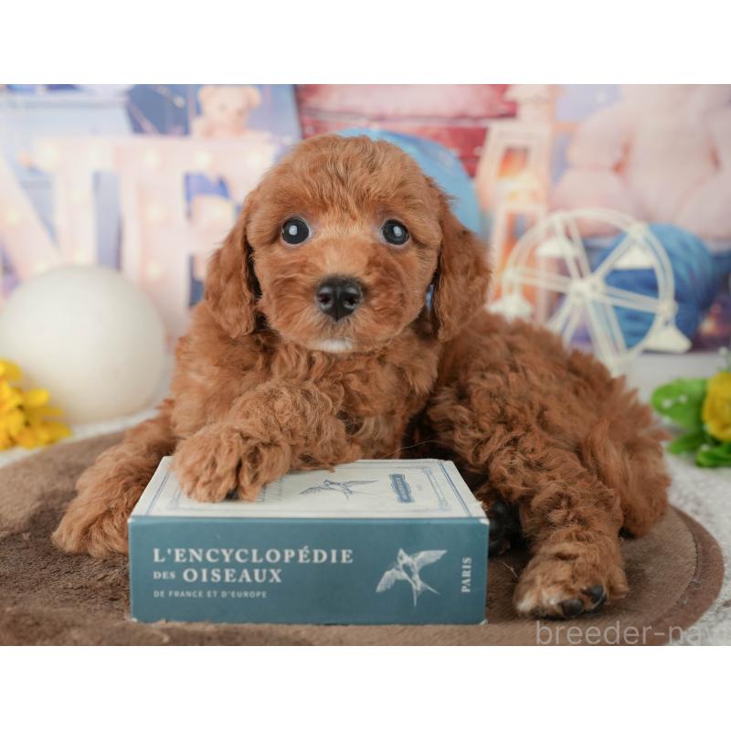 販売中の千葉県のトイプードル-451918の11枚目