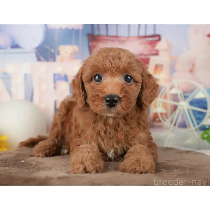 販売中の千葉県のトイプードル-451918の10枚目