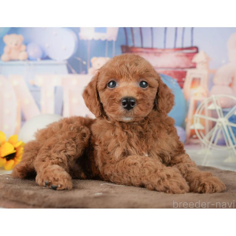 販売中の千葉県のトイプードル-451918の9枚目