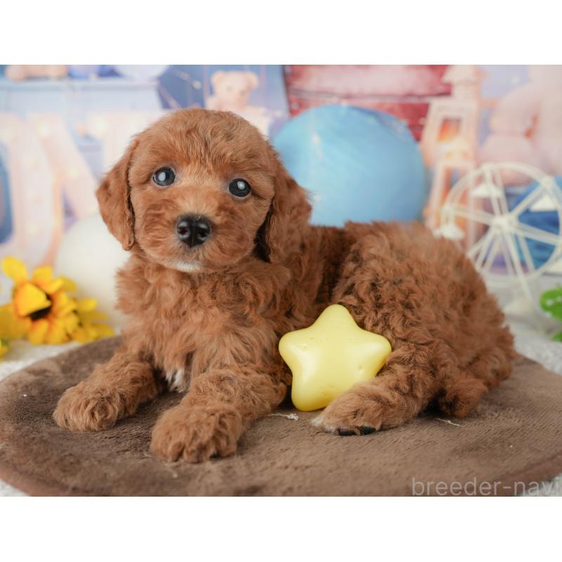 販売中の千葉県のトイプードル-451918の8枚目