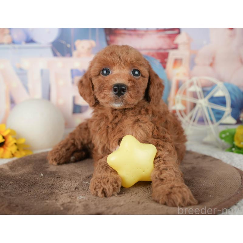 販売中の千葉県のトイプードル-451918の7枚目