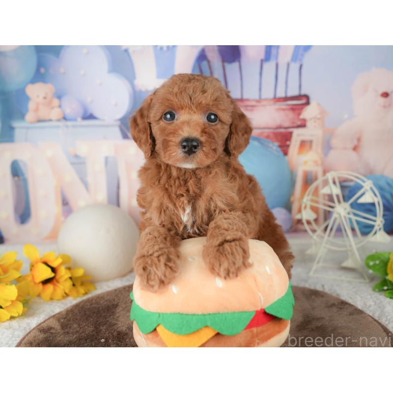 販売中の千葉県のトイプードル-451918の6枚目