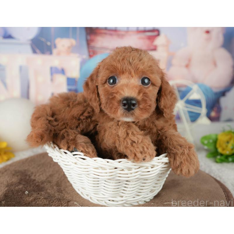 販売中の千葉県のトイプードル-451918の5枚目