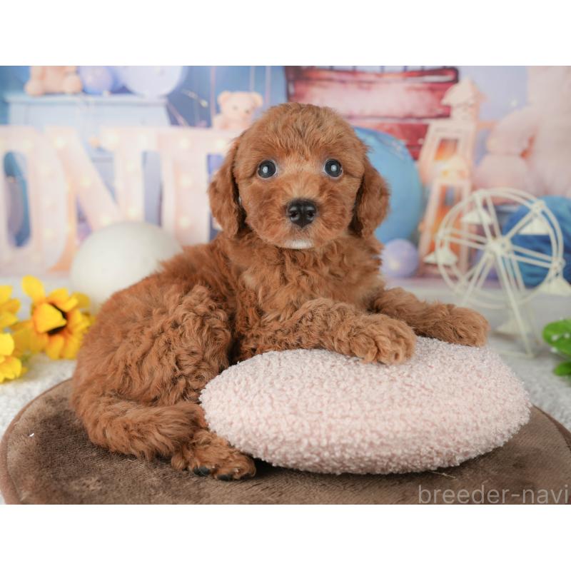 販売中の千葉県のトイプードル-451918の4枚目