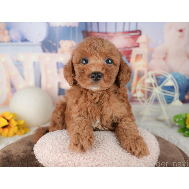 販売中の千葉県のトイプードル-451918の3枚目