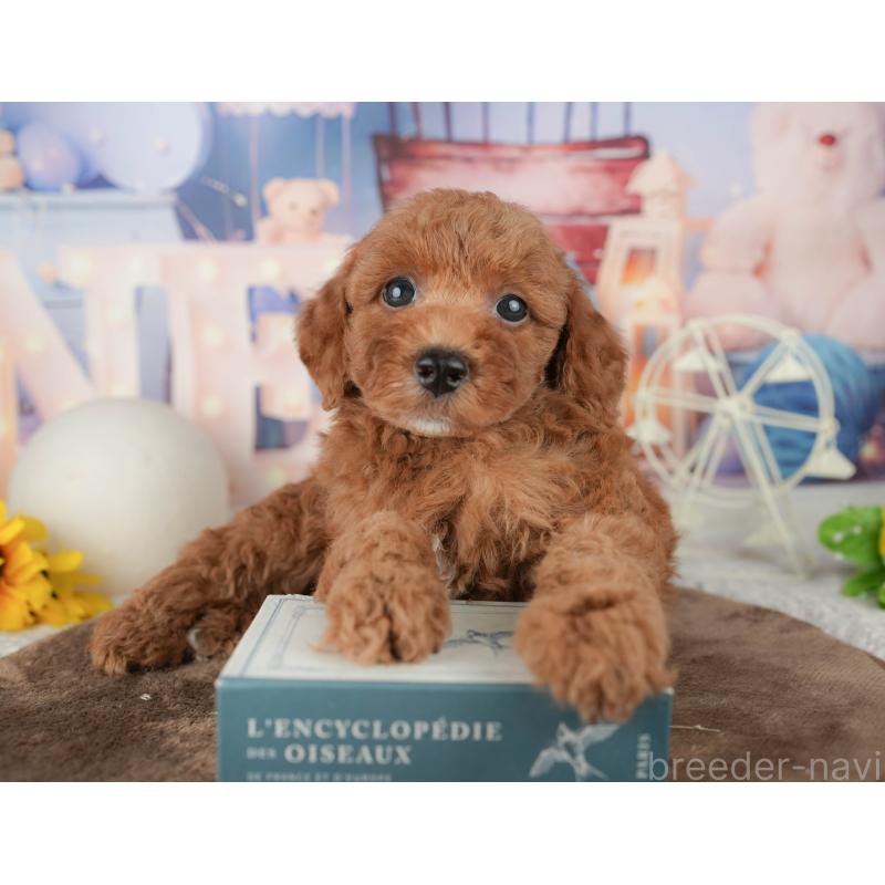 販売中の千葉県のトイプードル-451918の2枚目