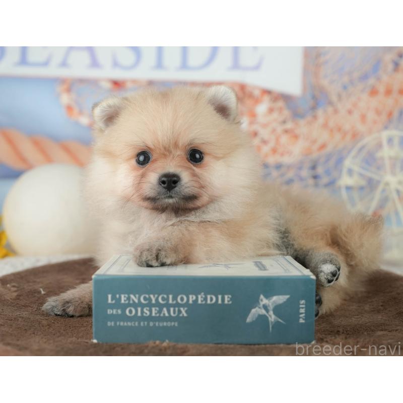 販売中の千葉県のポメラニアン-451914の12枚目