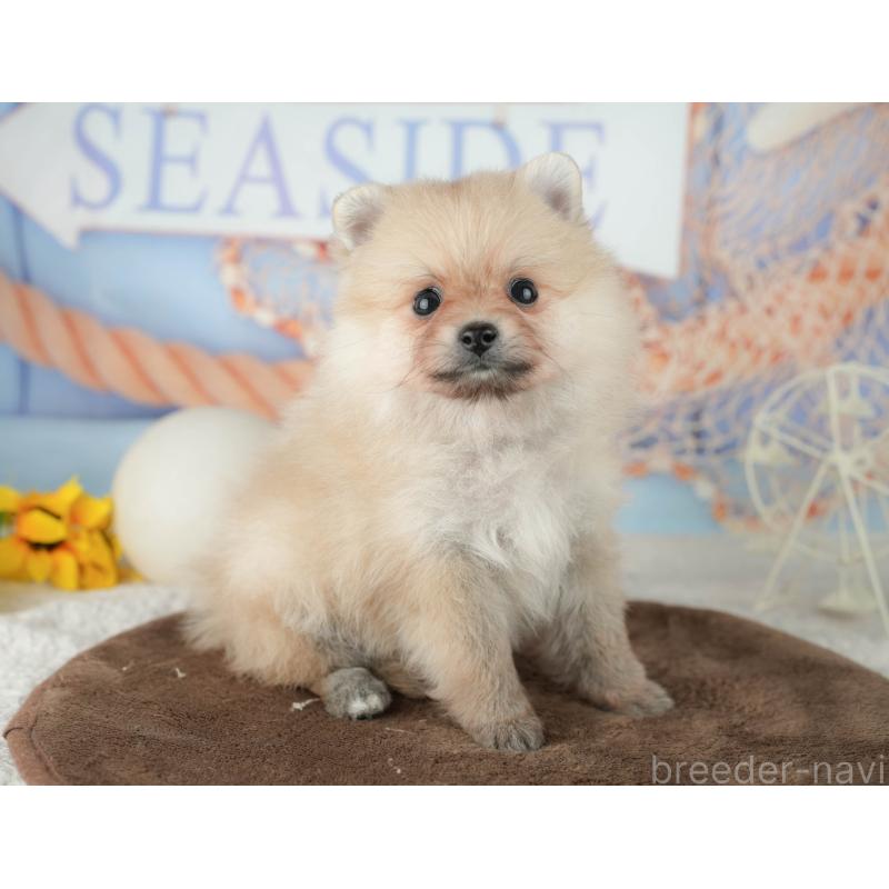 販売中の千葉県のポメラニアン-451914の11枚目