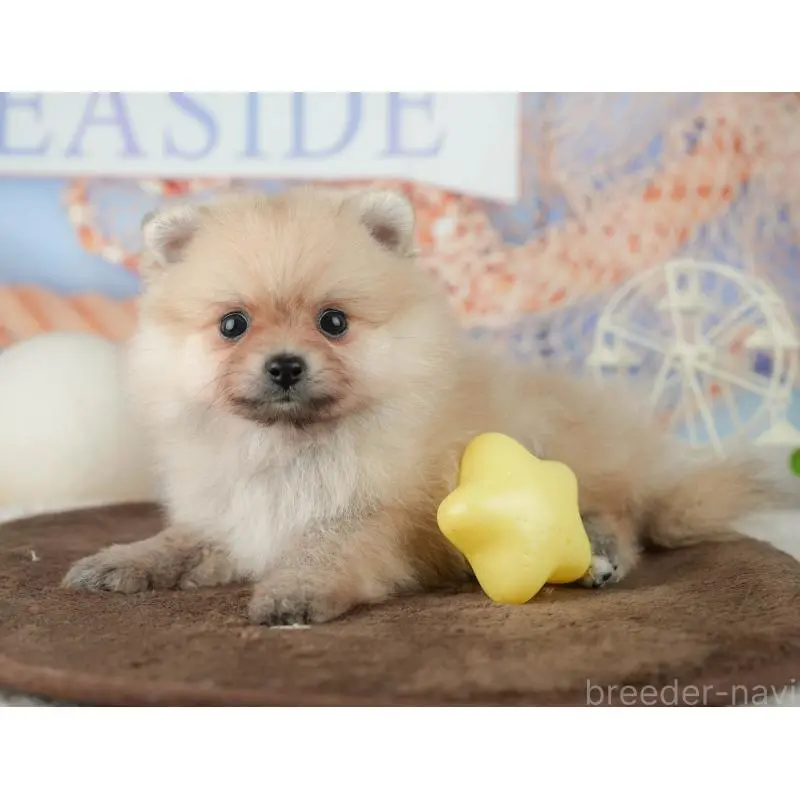 販売中の千葉県のポメラニアン-451914の10枚目