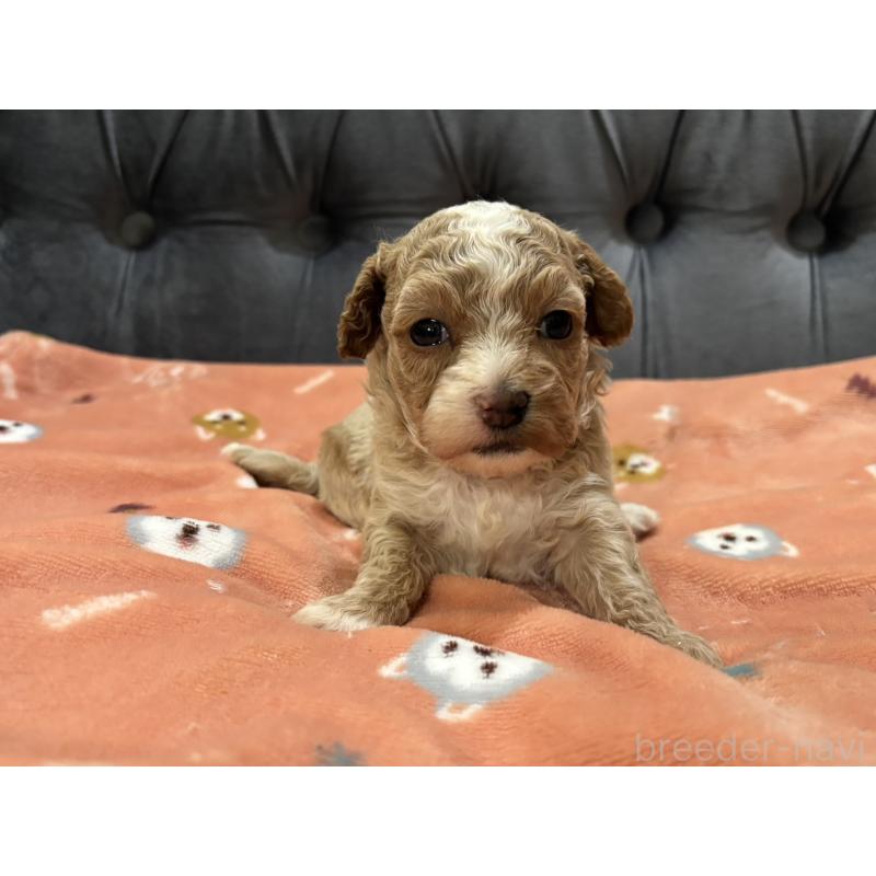 販売中の鹿児島県のマルプー:マルチーズ×トイプードル-451870の7枚目