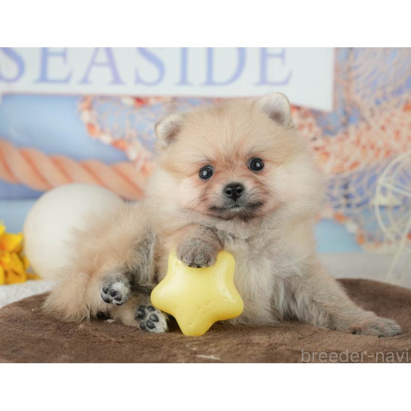 販売中の千葉県のポメラニアン-451914の9枚目