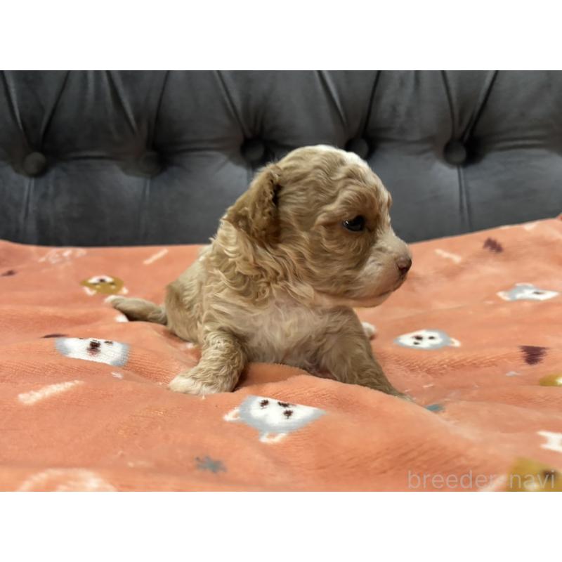 販売中の鹿児島県のマルプー:マルチーズ×トイプードル-451870の6枚目