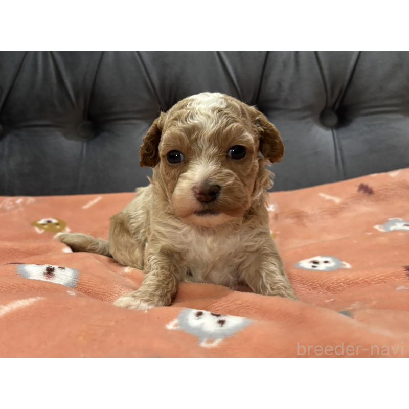 販売中の鹿児島県のマルプー:マルチーズ×トイプードル-451870の5枚目