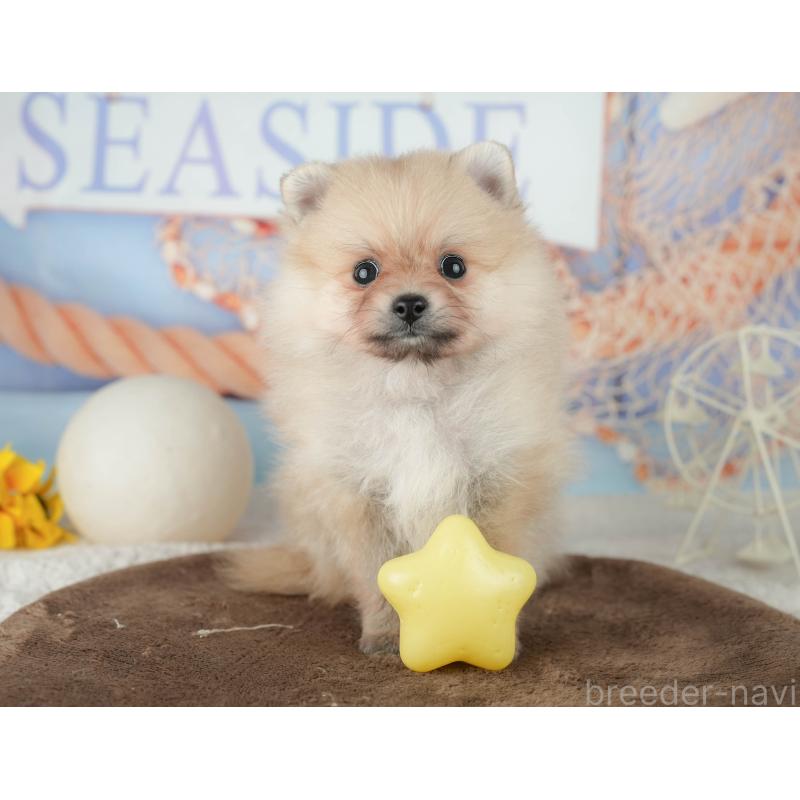 販売中の千葉県のポメラニアン-451914の8枚目