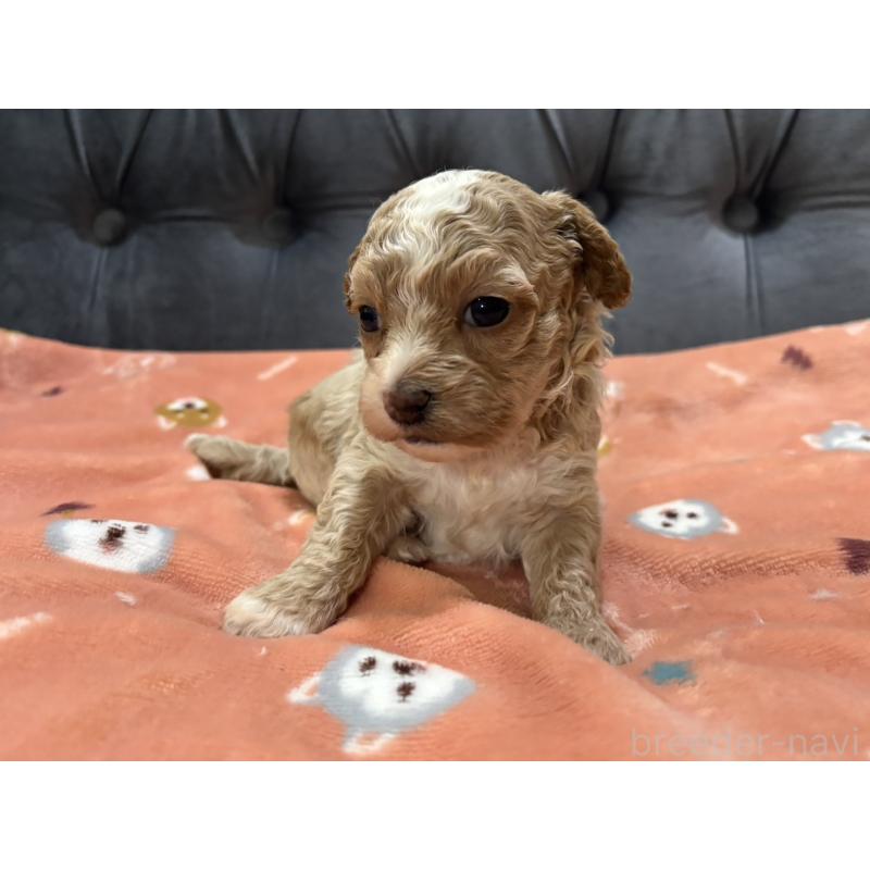 販売中の鹿児島県のマルプー:マルチーズ×トイプードル-451870の4枚目